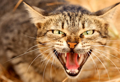 צילום: ידי אבי בן-זקן צילום: ידי אבי בן-זקן