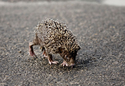 צילום: ידי אבי בן-זקן צילום: ידי אבי בן-זקן