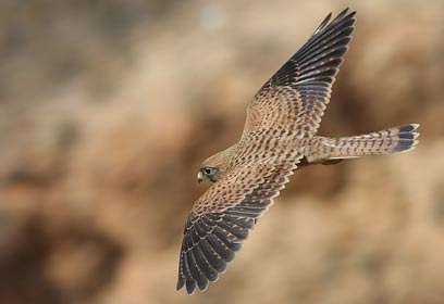צילום: ארז אברהם