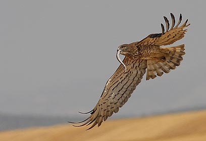צילום: ארז אברהם צילום: ארז אברהם