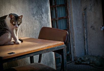 צילום: ארתור פורר