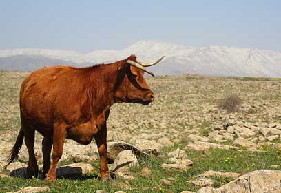 צילום: נדב כנען צילום: נדב כנען