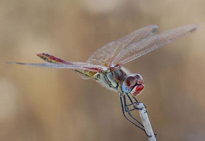 צילום: תיאה גרין צילום: תיאה גרין