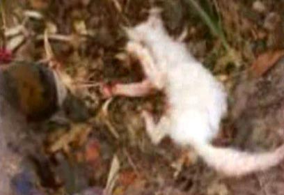 צילום: באדיבות "תנו לחיות לחיות" צילום: באדיבות "תנו לחיות לחיות"