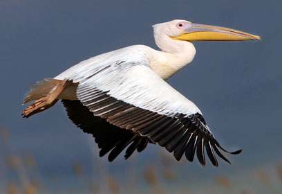 צילום: צדוק מחלב