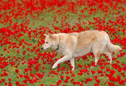 צילום: צדוק מחלב