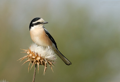 צילום: דוב וורניצקי