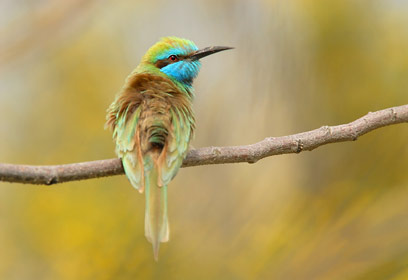 צילום: דוב וורניצקי
