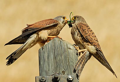 צילום: אורי קולקר