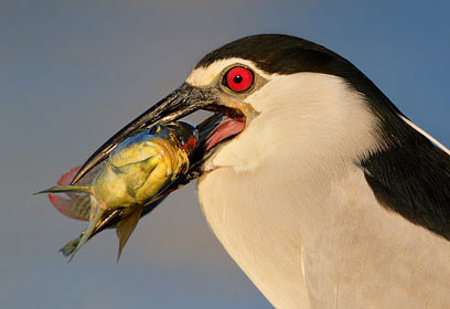 צילום: דורון הופמן