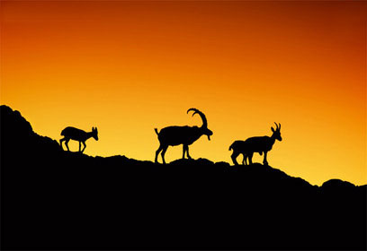 צילום: דורון הופמן