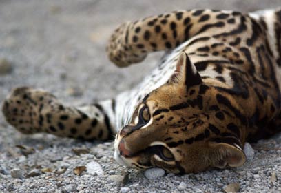 צילום: יובל צפירה