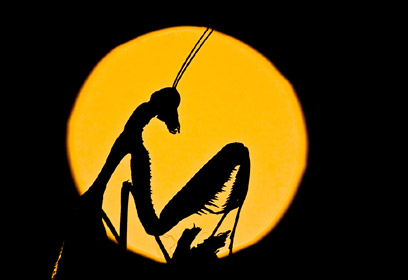 צילום: נדב בגים