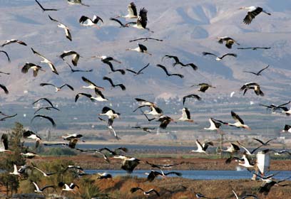 צילום: יהונתן מירב, החברה להגנת הטבע