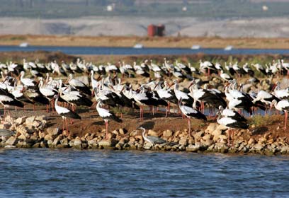 צילום: יהונתן מירב, החברה להגנת הטבע