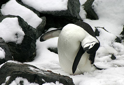 צילום: נורית פרח צילום: נורית פרח