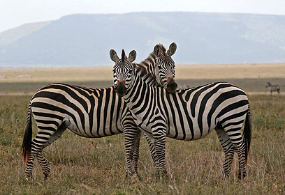 צילום: נורית פרח צילום: נורית פרח
