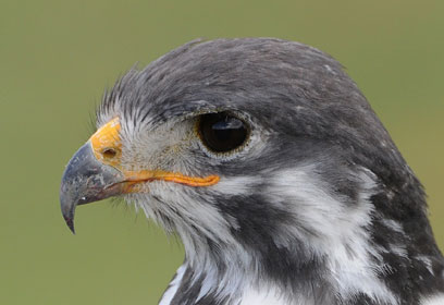 צילום: ליאור קיסרי