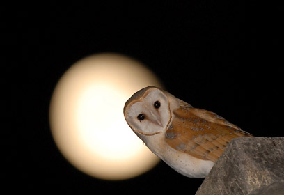 צילום: ליאור קיסרי צילום: ליאור קיסרי