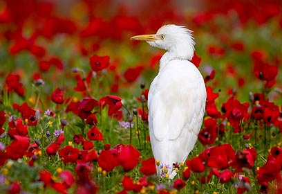 צילום: מיכל פיסטול צילום: מיכל פיסטול