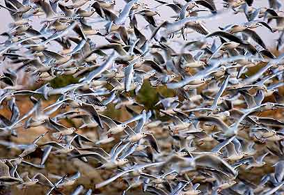 צילום: מיכל פיסטול צילום: מיכל פיסטול