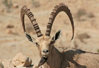 צילום: יונתן ארנברג צילום: יונתן ארנברג