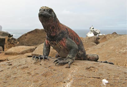 צילום: יונתן ארנברג צילום: יונתן ארנברג