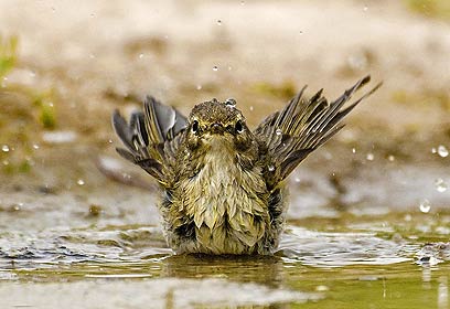 צילום: דובי קלעי צילום: דובי קלעי