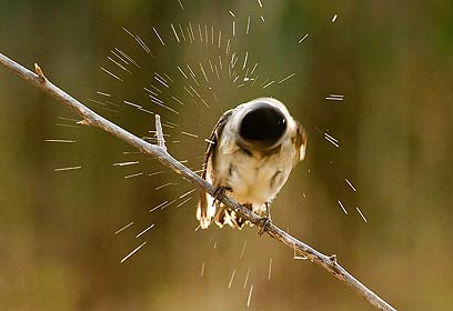 צילום: דובי קלעי צילום: דובי קלעי