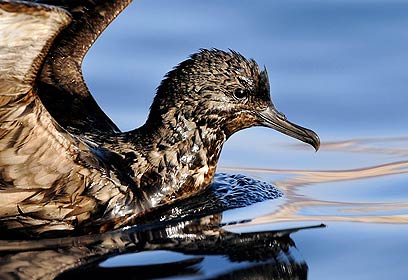 צילום: אבי מאיר צילום: אבי מאיר