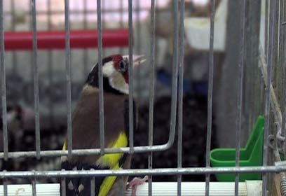 צילום: רועי תורג'מן