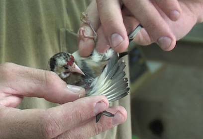 צילום: רועי תורג'מן