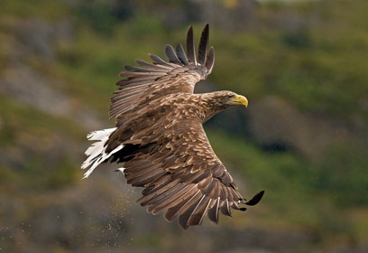 צילום: אמיר איילון