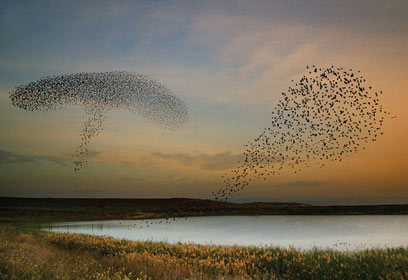 צילום: אמיר איילון