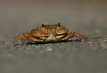 צילום: פיני בן חמו