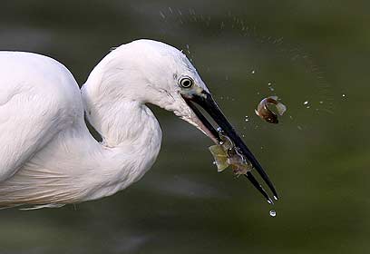 צילום: פיני בן חמו