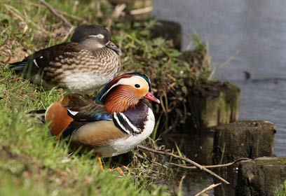 צילום: קטיה שמילה