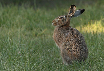 צילום: קטיה שמילה