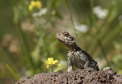 צילום: קטיה שמילה