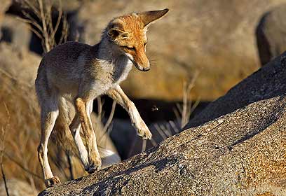 צילום: דוד דניאל