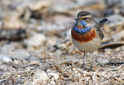 צילום: דוד דניאל
