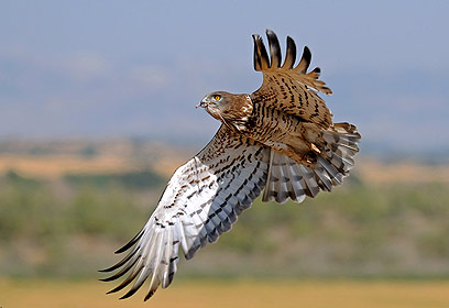 צילום: דוד דניאל