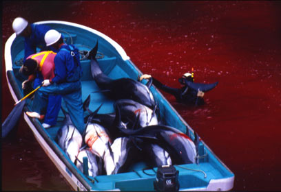 צילום: Sea Shepherd CS צילום: Sea Shepherd CS