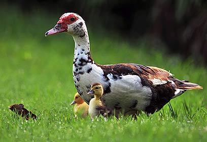 צילום: סמי שרון