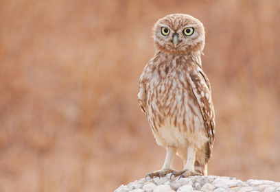 צילום: נועם ארז