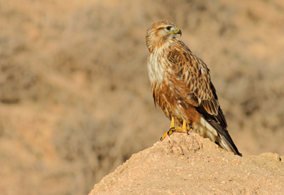 צילום: נועם ארז
