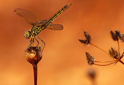 צילום: נאוה פמיליה