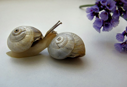 צילום: נאוה פמיליה