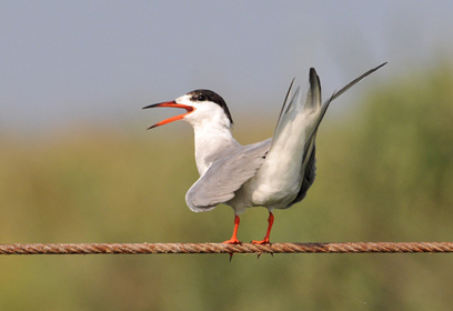 צילום: לביא לילו