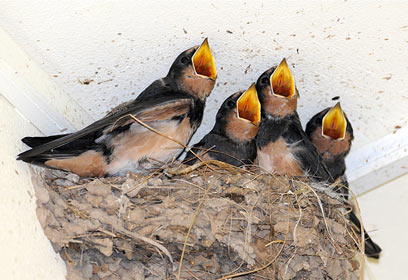 צילום: לביא לילו